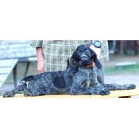 Породистый щенок из помета П сука №7 породы дратхаар Породистый щенок из помета П сука №7 породы дратхаар